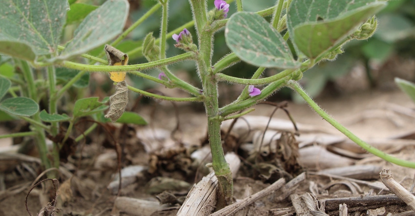 close up of soybean plant
