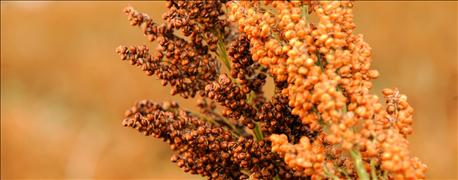 great_year_sorghum_markets_yields_research_1_635877399120092000.jpg