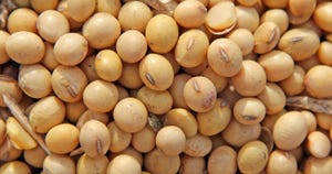 soybeans