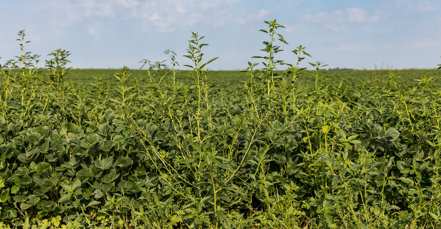 Maps Show Waterhemp, Palmer Amaranth Distribution