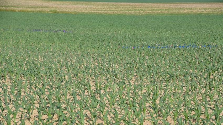 A cornfield with blue flags in check areas