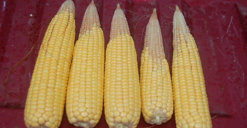 ears of corn with varying kernel loss