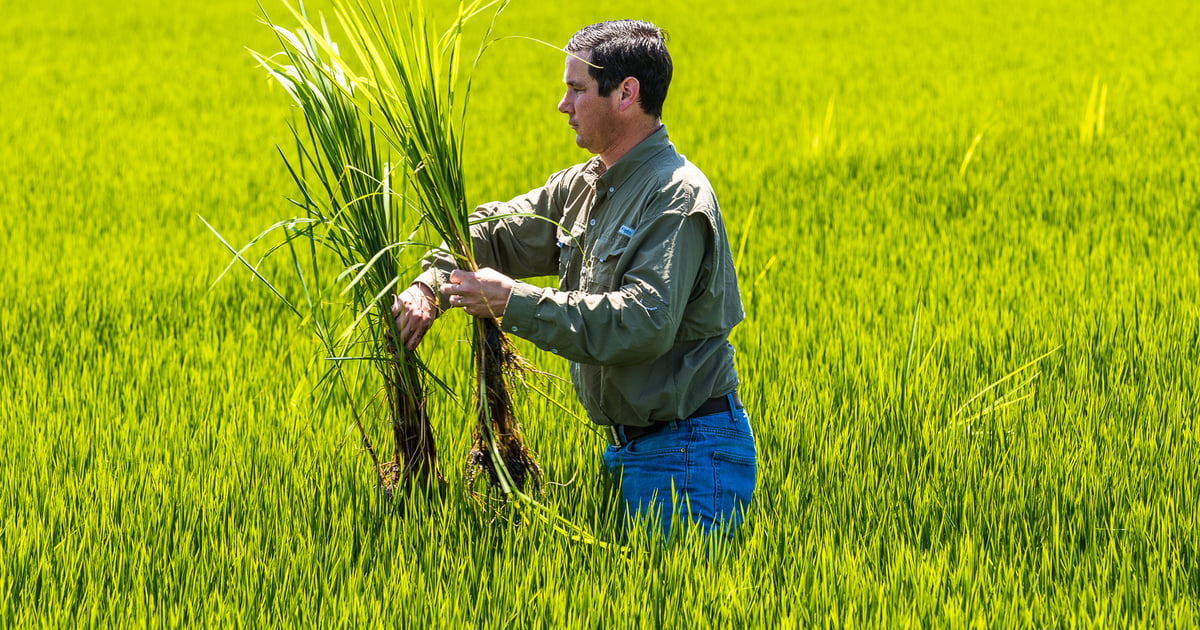 Certified seed now required for California rice growers