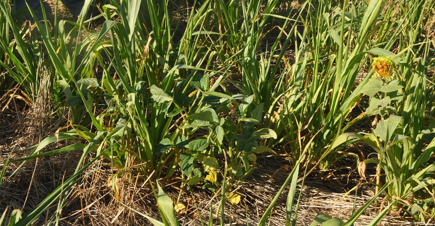 A field of cover crops