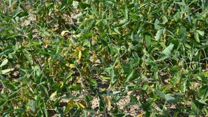 soybeans growing in field