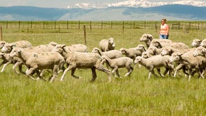 Ewes in Wyoming