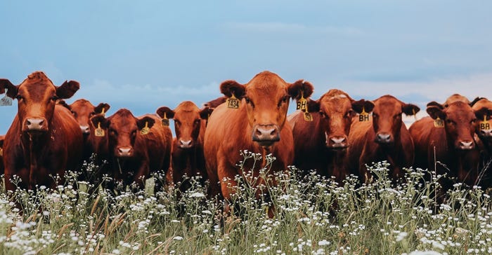 Red Angus cattle in a Tallgrass Prairie pasture was voted by Facebook users as their favorite in the 2019 Ranchland Trust of Kansas photo contest