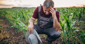 worried farmer crouching in corn field