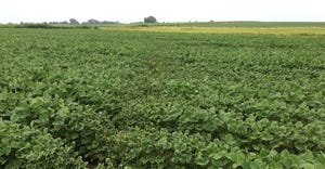 A Dicamba treated field running off into a non-dicamba tolerant soybeans field.