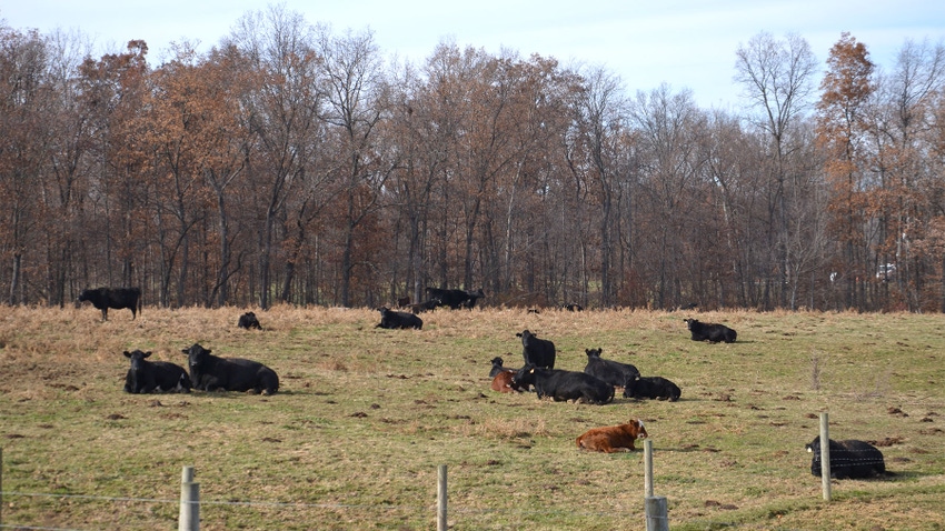 Cattle lying in a pasture