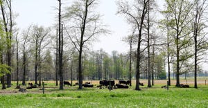 cattle grazing between trees