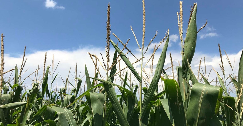 willie-vogt-corn-2018-SIZED.jpg biostimulant council