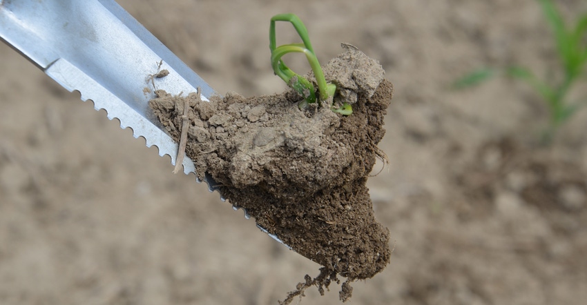 corn seedling that struggled to emerge, held in clump of dirt on spade