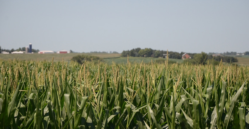 cornfield with farm in background 