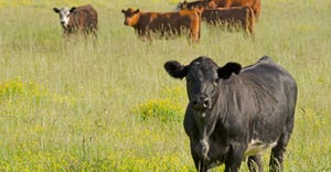 beef steers in pasture