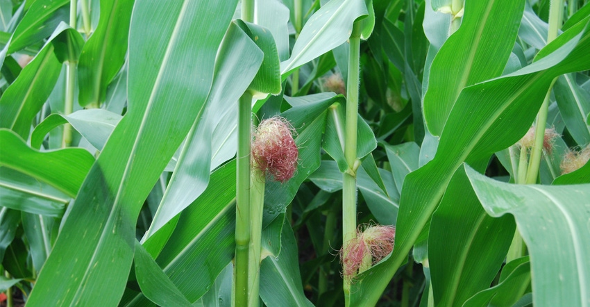 Close-up of corn tassel