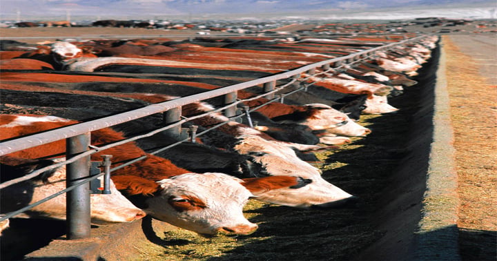 Beef battle: U.S. tops competition in EU taste challenge | Farm Progress