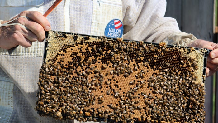  Valor Honey beehive is abuzz with bees