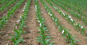 flags note emergence times of corn plants
