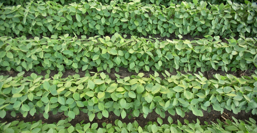 overhead view of green soybean plants in straight rows