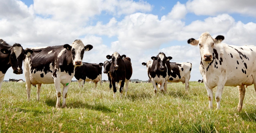 A herd of Holstein cows on pasture