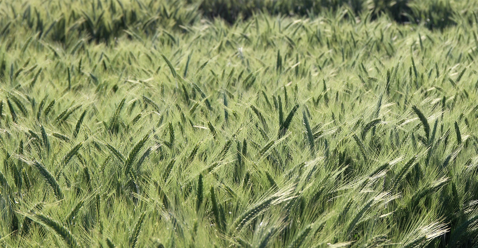 Triticale success crucial for Northeast dairies