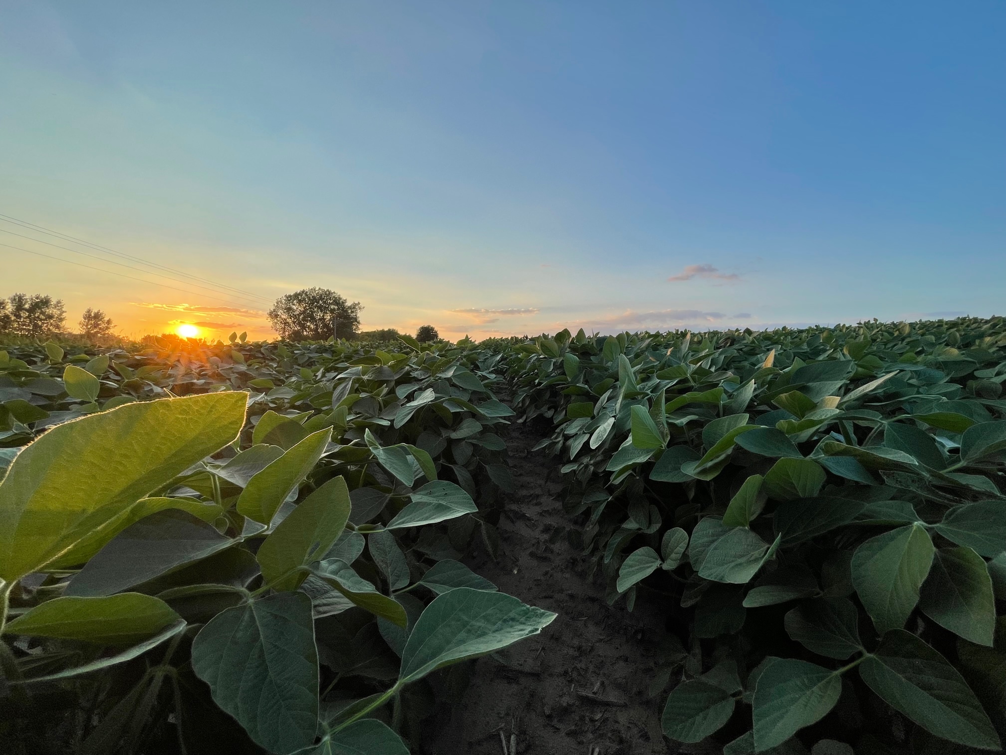 Soybean Crush Is Expanding