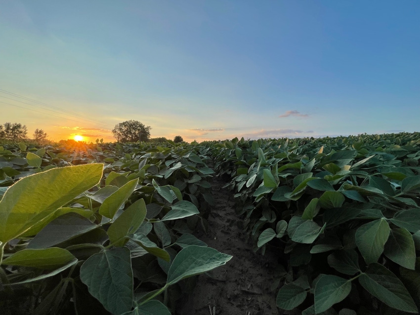 soybeans-sunset-jen-koukol.jpg