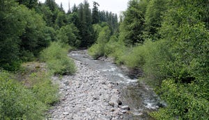 Lookout Creek in Oregon