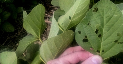 Soybean-defoliating insects: Time to make management decision