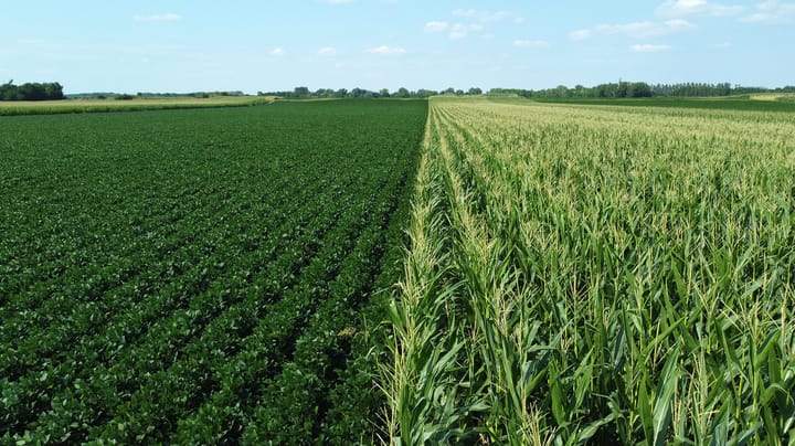 Crop forecasts steady, prices lack rally fuel