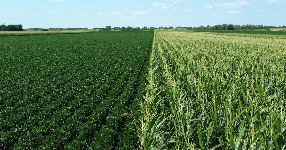 July WASDE unlikely to shake up crop outlook