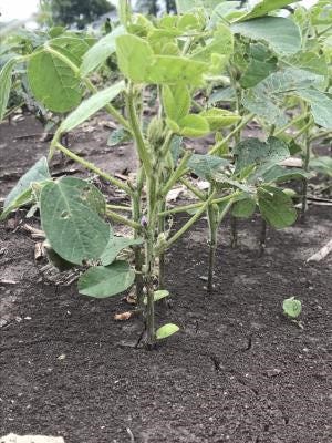 young soybean plant