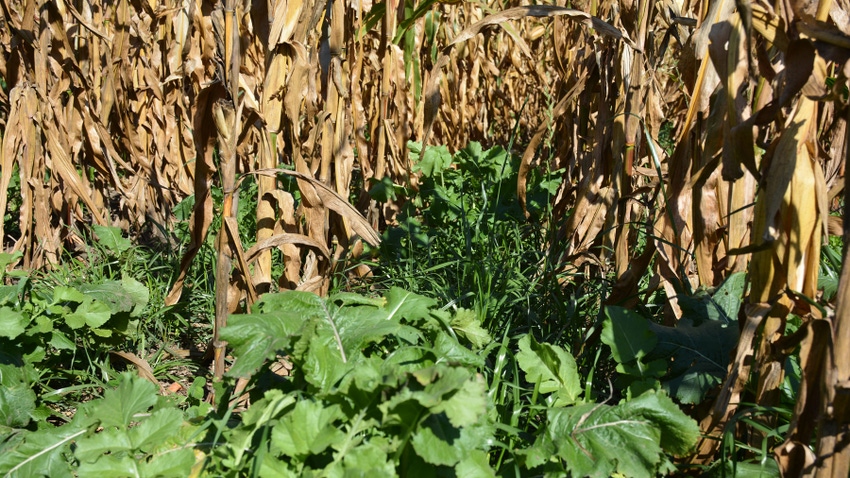 closeup of dry cornstalks and short green plants