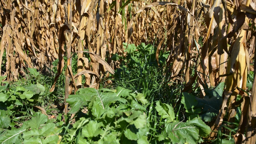 closeup of dry cornstalks and short green plants closeup of dry cornstalks and short green plants