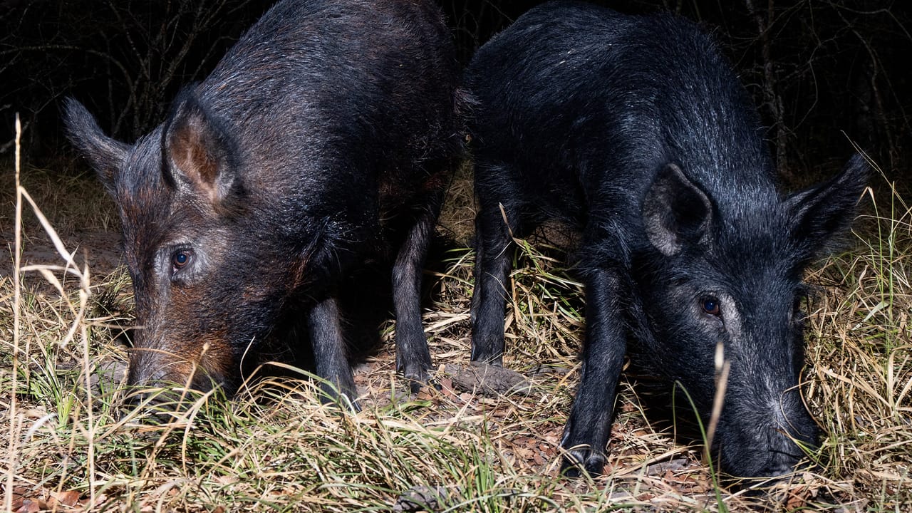 Texas farmers combat feral hog damage with varied control methods