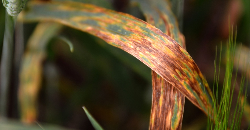 A wheat plant leaf with brown stripes and spots showing it has been destroyed by bacteria