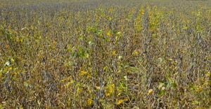 soybean field with signs of sudden death syndrome