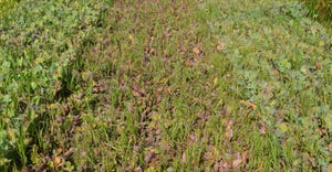 various cool-season broadleaves and cool-season grasses grown in cover crop plots in Allen County, Ind. 