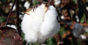 cotton-boll-field-october-21-3-a.jpg