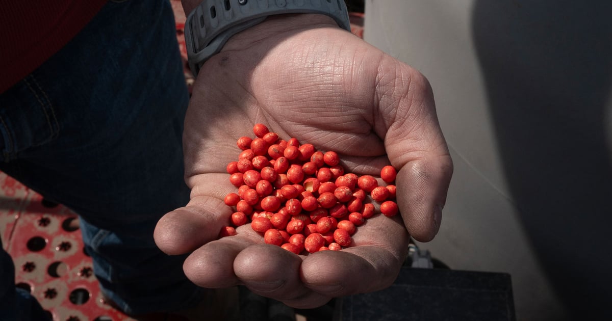 Can U.S. reclaim grain market’s top spot from Brazil?