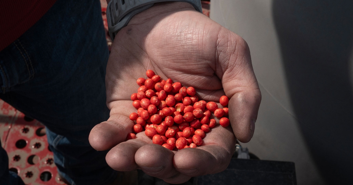 Can U.S. reclaim grain market’s top spot from Brazil?