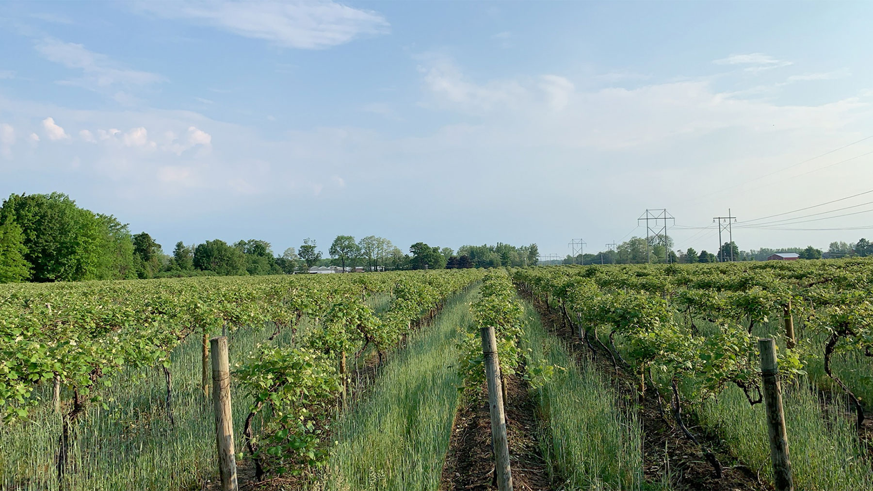 Cover crops and grapes A good pairing