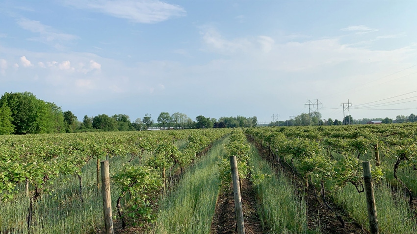 A vineyard with rows of cover crops