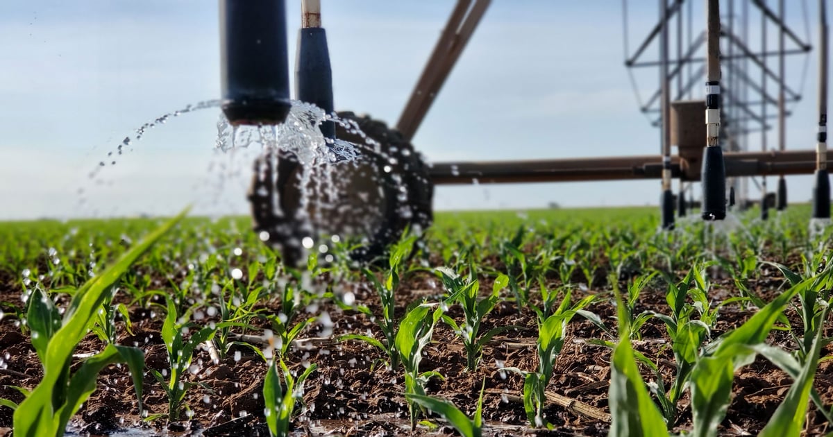 Rain boosts some Texas grain crops amid input price surge