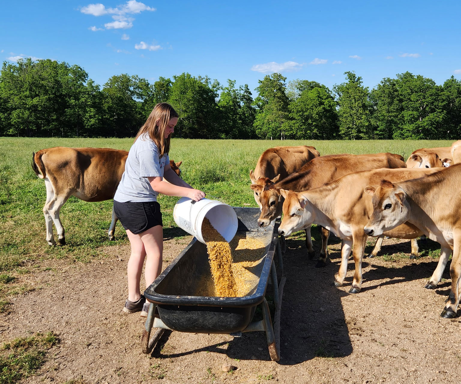 Jenna Brixey feeding her dairy herd