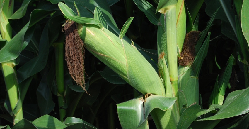 closeup of corn husk on stalk