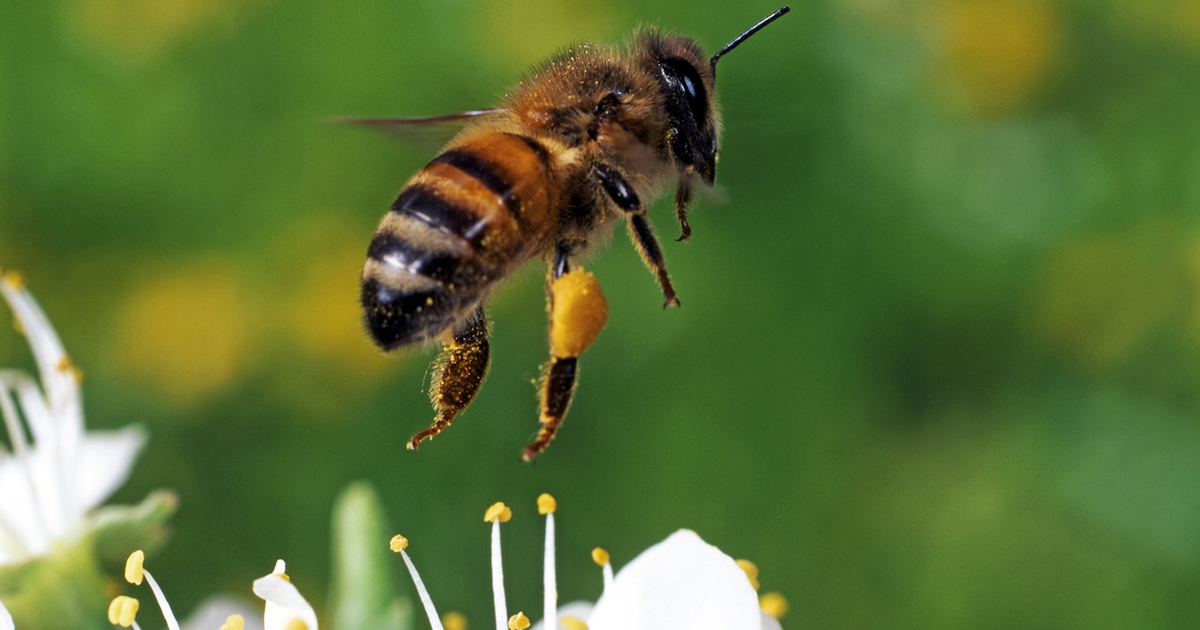 What bees are buzzing around your soybean field?