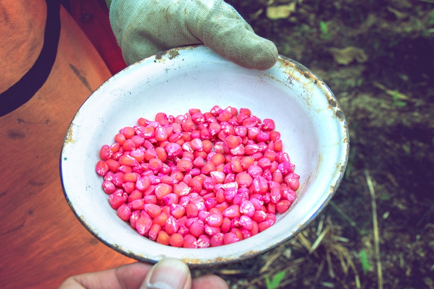 corn seed.jpg corn seed.jpg