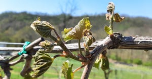 A blooming grapevine damaged by frost